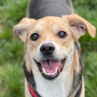 AQME, chien à adopter