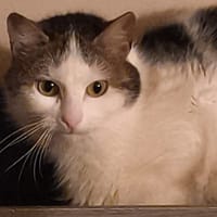 PETIT BLANC, chat à adopter