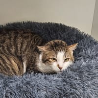 WAZA, chatte à adopter
