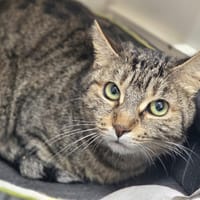 Belle, chatte à adopter