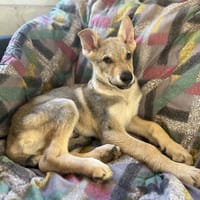 ZORYA, chien à adopter