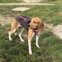 RAILEY VAA, chienne à adopter