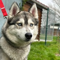 KIRA, chienne à adopter