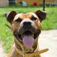 SHENZI CHAO, chienne à adopter