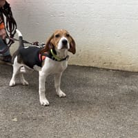 J-P VAA, chien à adopter