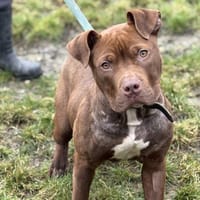 PUMKIN, chien à adopter