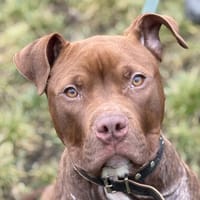 PUMKIN, chien à adopter