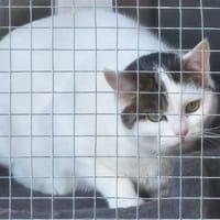 ARPEGE, chatte à adopter