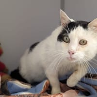 ELIO, chat à adopter