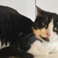 aha, chatte à adopter