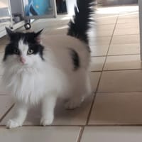 Mimine, chatte à adopter