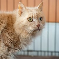 KECHA CHA, chat à adopter