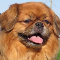 MIC MAC, chien à adopter