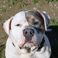 OSKO, chien à adopter