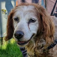 FIDJY, chienne à adopter