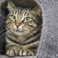 Woody, chat à adopter