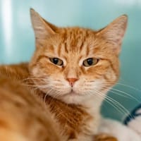 ZORA CHA, chatte à adopter