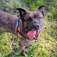 Phoenix, chien à adopter