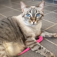 TSUKIKO C, chatte à adopter