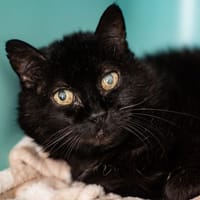 HASHTAG CHA, chat à adopter