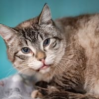 HASCH CHA, chat à adopter