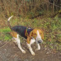 MICKY, chien à adopter