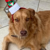 CAJOU (EPILEPTIQUE), chienne à adopter