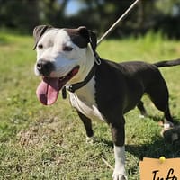 Tapas, chien à adopter