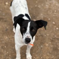 Ozzy, chien à adopter