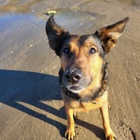 nawa, chienne à adopter