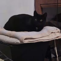 noah, chatte à adopter