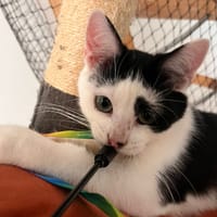 kimchi, chat à adopter