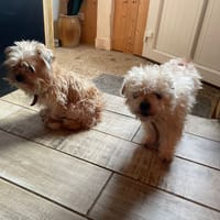 comete, chienne à adopter