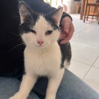 mochi, chat à adopter