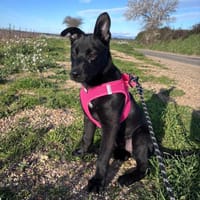 Lexa, chienne à adopter
