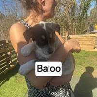 Baloo, chien à adopter