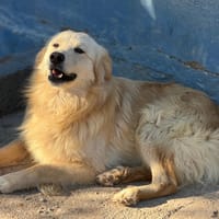 RUBIO, chien à adopter