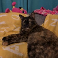 LUCY, chatte à adopter