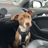 BULL, chien à adopter