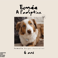 Esmée, chienne à adopter