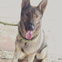 LOBITA (union animal), chienne à adopter