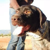 DERYA, chienne à adopter