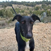 NOBITA (Lara), chien à adopter