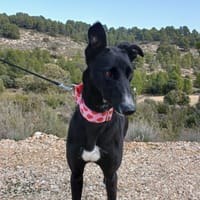 PALOMA (Lara), chienne à adopter