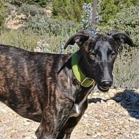 SHIZUKA (Lara), chienne à adopter