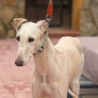 SUKI (Lara), chienne à adopter