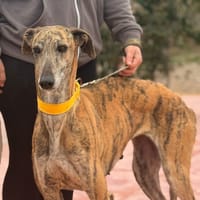 YUKI (Lara), chienne à adopter