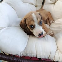 À L’ADOPTION, KINAY ,  BERGER CREOLE MÂLE TRICOLORE, chien à adopter