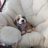 À L’ADOPTION, SONIC, BERGER CREOLE MÂLE , MARRON ET BLANC, chien à adopter