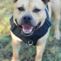 SKY, chien à adopter